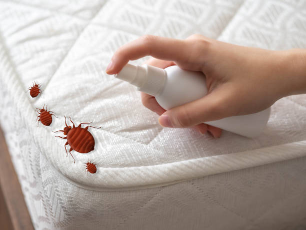 Best Local Pest Control Services  in Henrietta, TX