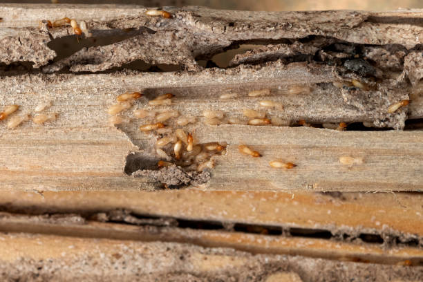 Best Pest Control for Restaurants  in Henrietta, TX